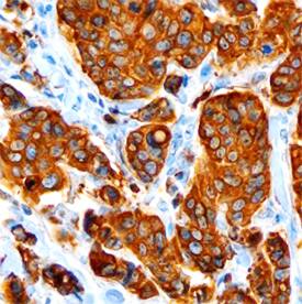 Immunohistochemistry AG-3/AGR3 Antibody (774855)
