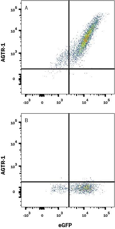 HEK293 human embryonic kidney cell line transfected with (A) Human AGTR-1 or (B) irrelevant protein, and EGFP, was stained with Mouse Anti-Human AGTR-1 Monoclonal Antibody (Catalog # MAB10244) followed by Allophycocyanin-conjugated Anti-Mouse IgG Secondary Antibody (F0101B). Quadrant markers were set based on Mouse IgG2B isotype control antibody staining (MAB0041). View our protocol for Staining Membrane-associated Proteins.