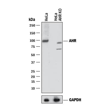 <b>Genetic Strategies Validation. </b>Western blot shows lysates of HeLa human cervical epithelial carcinoma parental cell line and AHR knockout HeLa cell line (KO). PVDF membrane was probed with 1 µg/mL of Sheep Anti-Human AHR Antigen Affinity-purified Polyclonal Antibody (Catalog # AF6185) followed by HRP-conjugated Anti-Sheep IgG Secondary Antibody (Catalog # HAF016). A specific band was detected for AHR at approximately 100 kDa (as indicated) in the parental HeLa cell line, but is not detectable in knockout HeLa cell line. GAPDH (Catalog # 2275-PC-100) is shown as a loading control. This experiment was conducted under reducing conditions and using Immunoblot Buffer Group 1.