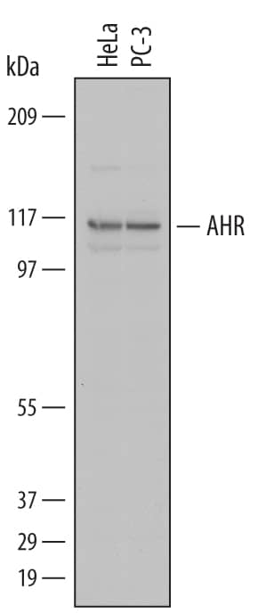 Western blot shows lysates of HeLa human cervical epithelial carcinoma cell line and PC-3 human prostate cancer cell line. PVDF Membrane was probed with 1 µg/mL of Sheep Anti-Human AHR Antigen Affinity-purified Polyclonal Antibody (Catalog # AF6185) followed by HRP-conjugated Anti-Sheep IgG Secondary Antibody (Catalog # HAF016). A specific band was detected for AHR at approximately 110 kDa (as indicated). This experiment was conducted under reducing conditions and using Immunoblot Buffer Group 1.