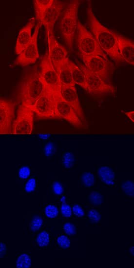 AHR was detected in immersion fixed C2C12 mouse myoblast cell line using Sheep Anti-Mouse AHR Antigen Affinity-purified Polyclonal Antibody (Catalog # AF6697) at 10 µg/mL for 3 hours at room temperature. Cells were stained using the NorthernLights™ 557-conjugated Anti-Sheep IgG Secondary Antibody (red, upper panel; Catalog # NL010) and counterstained with DAPI (blue, lower panel). Specific staining was localized to nuclei and cytoplasm. View our protocol for Fluorescent ICC Staining of Cells on Coverslips.