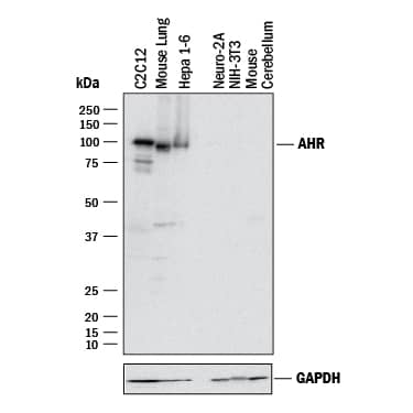 Western blot shows lysates of C2C12 mouse myoblast cell line, mouse lung tissue, Hepa 1-6 mouse hepatoma cell line, Neuro-2A mouse neuroblastoma cell line (negative control), NIH-3T3 mouse embryonic fibroblast cell line (negative control), and mouse cerebellum tissue (negative control). PVDF membrane was probed with 1 µg/mL of Sheep Anti-Mouse AHR Antigen Affinity-purified Polyclonal Antibody (Catalog # AF6697) followed by HRP-conjugated Anti-Sheep IgG Secondary Antibody (Catalog # HAF016). A specific band was detected for AHR at approximately 110 kDa (as indicated). GAPDH(Catalog # AF5718) is shown as a loading control. This experiment was conducted under reducing conditions and using Immunoblot Buffer Group 1.