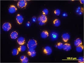 Immunocytochemistry AIF Antibody [Unconjugated]