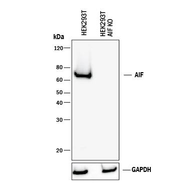 Knockout Validated AIF Antibody [Unconjugated]