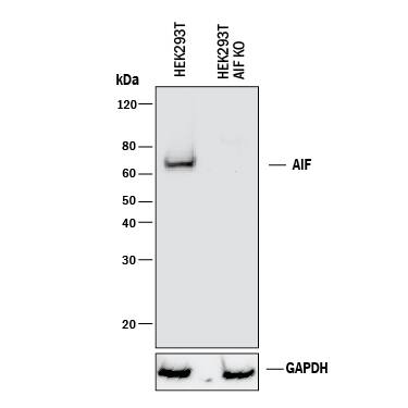 Knockout Validated AIF Antibody [Unconjugated]