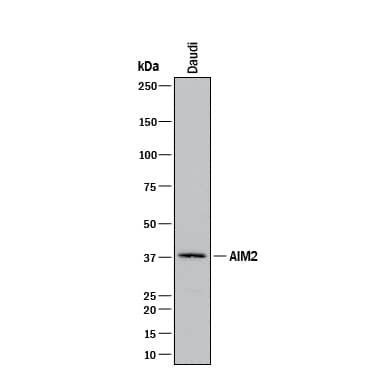 Western Blot AIM2 Antibody (2307A) [Unconjugated]