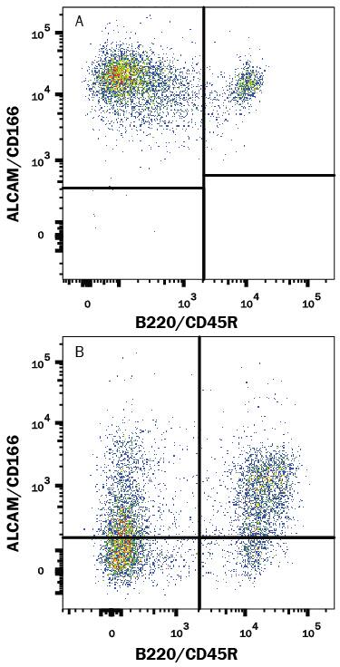 Mouse splenocytes either (A) activated or (B) resting were stained with Goat Anti-Mouse/Rat/Canine ALCAM/CD166 Antigen Affinity-purified Polyclonal Antibody (Catalog # AF1172) followed by Phycoerythrin-conjugated Anti-Goat IgG Secondary Antibody (Catalog # F0107) and Rat Anti-Mouse B220/CD45R APC-conjugated Monoclonal Antibody (Catalog # FAB1217A). Quadrant markers were set based on control antibody staining (Catalog # AB-108-C).