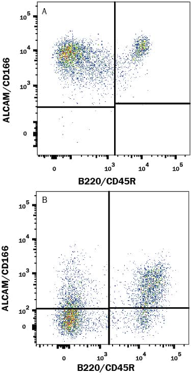 Mouse Splenocytes either (A) activated or (B) resting were stained with Goat Anti-Mouse ALCAM/CD166 APC-conjugated Antigen Affinity-purified Polyclonal Antibody (Catalog # FAB1172A) and Rat Anti-Mouse B220/CD45R PE-conjugated Monoclonal Antibody (Catalog # FAB1217P). Quadrant markers were set based on control antibody staining (Catalog # IC108A). View our protocol for Staining Membrane-associated Proteins.