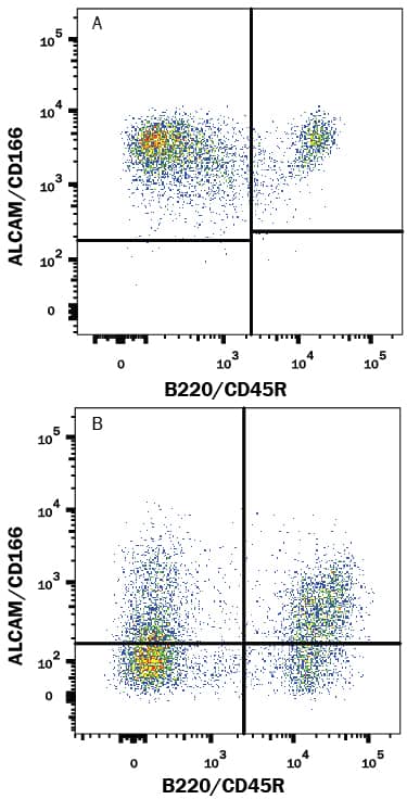 Mouse Splenocytes either (A) activated or (B) resting were stained with Goat Anti-Mouse ALCAM/CD166 Fluorescein-conjugated Antigen Affinity-purified Polyclonal Antibody (Catalog # FAB1172F) and Rat Anti-Mouse B220/CD45R APC-conjugated Monoclonal Antibody (Catalog # FAB1217A). Quadrant markers were set based on control antibody staining (Catalog # IC108F). View our protocol for Staining Membrane-associated Proteins.