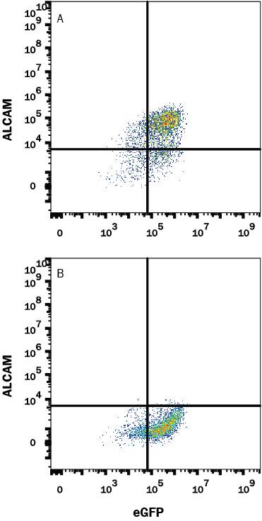 HEK293 human embryonic kidney cell line transfected with (A) human ALCAM or (B) irrelevant protein and eGFP was stained with Rabbit Anti-Human ALCAM Monoclonal Antibody (Catalog # MAB6562) followed by APC-conjugated Anti-Rabbit IgG Secondary Antibody (Catalog # F0111). Quadrant markers were set based on control antibody staining (Catalog # MAB1050). View our protocol for Staining Membrane-associated Proteins.