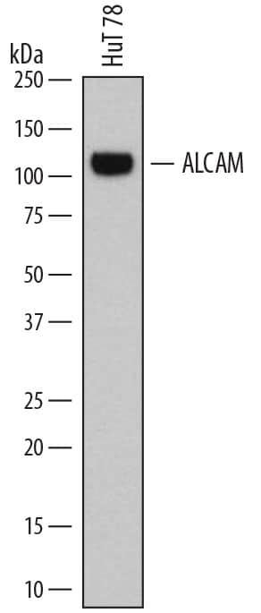 Western blot shows lysates of HuT 78 human cutaneous T cell lymphoma cell line. PVDF membrane was probed with 2 µg/mL of Mouse Anti-Human ALCAM/CD166 Monoclonal Antibody (Catalog # MAB656) followed by HRP-conjugated Anti-Mouse IgG Secondary Antibody (Catalog # HAF007). A specific band was detected for ALCAM/CD166 at approximately 120 kDa (as indicated). This experiment was conducted using Immunoblot Buffer Group 1. For best results, non-reducing conditions only are recommended.