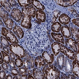 Immunohistochemistry ALDH2 Antibody (1007902) [Unconjugated]