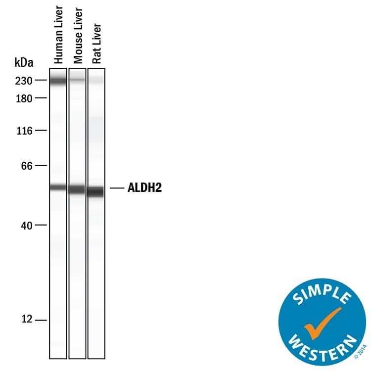 Simple Western ALDH2 Antibody (1007902) [Unconjugated]