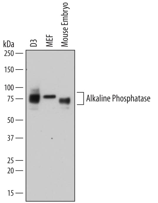 Western Blot Alkaline Phosphatase/ALPL Antibody [Unconjugated]