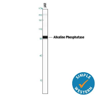 Simple Western Alkaline Phosphatase/ALPP Antibody (696128) [Unconjugated]