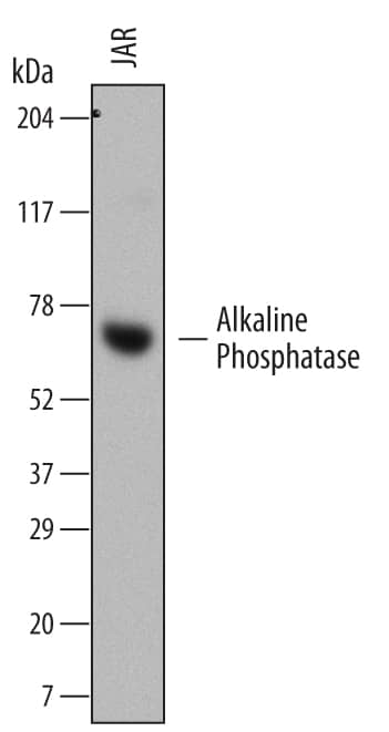 Western blot shows lysates of JAR human choriocarcinoma cell line. PVDF membrane was probed with 1 µg/mL of Mouse Anti-Human Alkaline Phosphatase/ALPP Monoclonal Antibody (Catalog # MAB5905) followed by HRP-conjugated Anti-Mouse IgG Secondary Antibody (Catalog # HAF007). A specific band was detected for Alkaline Phosphatase/ALPP at approximately 70 kDa (as indicated). This experiment was conducted under reducing conditions and using Immunoblot Buffer Group 1.