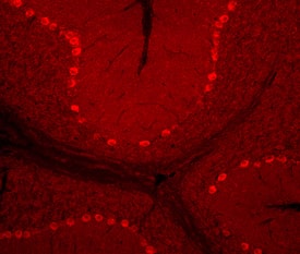 Immunohistochemistry AMIGO3 Antibody (371301) [Unconjugated]