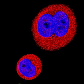 AMPKa1 was detected in immersion fixed MCF-7 human breast cancer cell line using Goat Anti-Human/Mouse/Rat AMPKa1 Antigen Affinity-purified Polyclonal Antibody (Catalog # AF3197) at 5 µg/mL for 3 hours at room temperature. Cells were stained using the NorthernLights™ 557-conjugated Anti-Goat IgG Secondary Antibody (red; Catalog # NL001) and counterstained with DAPI (blue). Specific staining was localized to nuclei and cytoplasm. View our protocol for Fluorescent ICC Staining of Cells on Coverslips.