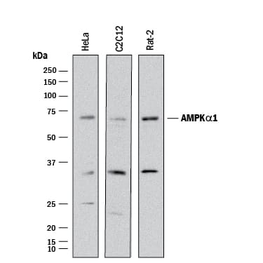 Western blot shows lysates of HeLa human cervical epithelial carcinoma cell line, C2C12 mouse myoblast cell line, and Rat-2 rat embryonic fibroblast cell line. PVDF membrane was probed with 2 µg/mL of Goat Anti-Human/Mouse/Rat AMPKa1 Antigen Affinity-purified Polyclonal Antibody (Catalog # AF3197) followed by HRP-conjugated Anti-Goat IgG Secondary Antibody (Catalog # HAF017). A specific band was detected for AMPKa1 at approximately 70 kDa (as indicated). This experiment was conducted under reducing conditions and using Immunoblot Buffer Group 1.