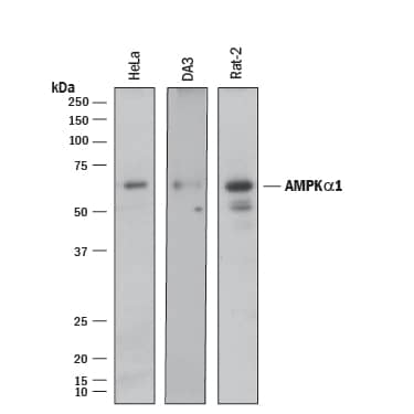 Western blot shows lysates of HeLa human cervical epithelial carcinoma cell line, DA3 mouse myeloma cell line, and Rat-2 rat embryonic fibroblast cell line. PVDF membrane was probed with 1 µg/mL of Mouse Anti-Human/Mouse/Rat AMPKa1 Monoclonal Antibody (Catalog # MAB3197) followed by HRP-conjugated Anti-Goat IgG Secondary Antibody (Catalog # HAF017). A specific band was detected for AMPKa1 at approximately 70 kDa (as indicated). This experiment was conducted under reducing conditions and using Immunoblot Buffer Group 1.