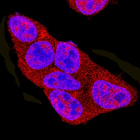 Immunocytochemistry AMPK alpha 2 Antibody [Unconjugated]