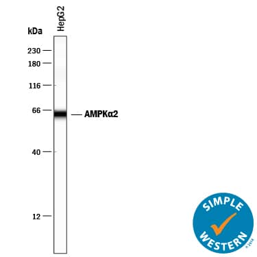 Simple Western AMPK alpha 2 Antibody [Unconjugated]