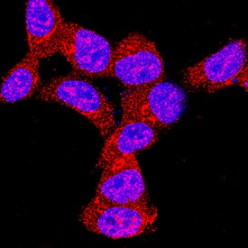 AMPKa2 was detected in immersion fixed HEK293 human embryonic kidney cell line using Mouse Anti-Human AMPKa2 Monoclonal Antibody (Catalog # MAB2850) at 8 µg/mL for 3 hours at room temperature. Cells were stained using the NorthernLights™ 557-conjugated Anti-Mouse IgG Secondary Antibody (red; Catalog # NL007) and counterstained with DAPI (blue). Specific staining was localized to nuclei and cytoplasm. View our protocol for Fluorescent ICC Staining of Cells on Coverslips.