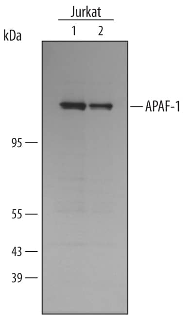 Western Blot APAF-1 Antibody (94408)