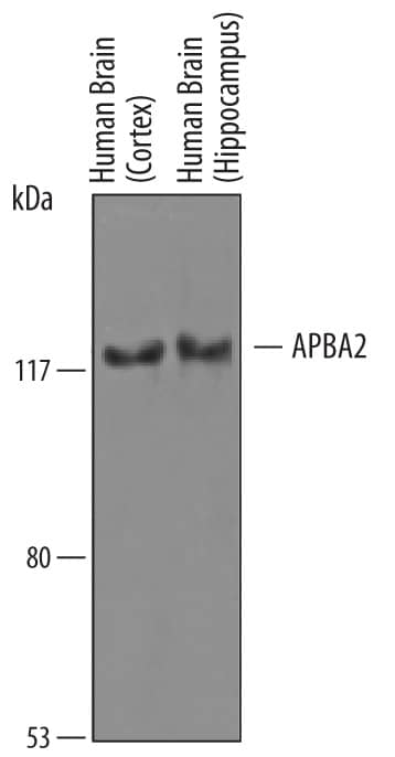 Western Blot APBA2 Antibody