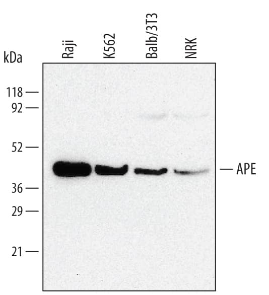 Western blot shows lysates of NRK rat normal kidney cell line, Raji human Burkitt's lymphoma cell line, K562 human chronic myelogenous leukemia cell line, and Balb/3T3 mouse embryonic fibroblast cell line. PVDF membrane was probed with 0.5 µg/mL of Human/Mouse/Rat APE Monoclonal Antibody (Catalog # MAB1044) followed by HRP-conjugated Anti-Mouse IgG Secondary Antibody (Catalog # HAF007). A specific band was detected for APE at approximately 40 kDa (as indicated). This experiment was conducted under reducing conditions and using Immunoblot Buffer Group 1.
