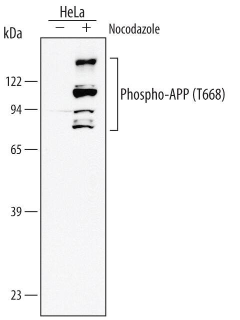 <b>Biological Strategies Validation. </b>Western blot shows lysates of HeLa human cervical epithelial carcinoma cell line untreated (-) or treated (+) with 1 µg/mL nocodazole for 16 hours. PVDF membrane was probed with 1 µg/mL of Human/Mouse Phospho-APP/Protease Nexin II (T668) Monoclonal Antibody (Catalog # MAB2508), followed by HRP-conjugated Anti-Mouse IgG Secondary Antibody (Catalog # HAF007). This experiment was conducted under reducing conditions and using Immunoblot Buffer Group 1.