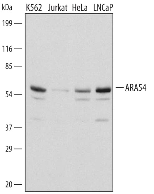 Western blot shows lysates of K562 human chronic myelogenous leukemia cell line, Jurkat human acute T cell leukemia cell line, HeLa human cervical epithelial carcinoma cell line, and LNCaP human prostate cancer cell line. PVDF membrane was probed with 1 µg/mL of Human ARA54 Antigen Affinity-purified Polyclonal Antibody (Catalog # AF5124) followed by HRP-conjugated Anti-Sheep IgG Secondary Antibody (Catalog # HAF016). A specific band was detected for ARA54 at approximately 55 kDa (as indicated). This experiment was conducted under reducing conditions and using Immunoblot Buffer Group 3.