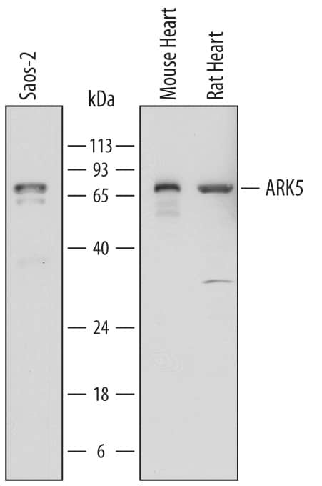 Western Blot ARK5/NUAK1 Antibody (715901) [Unconjugated]