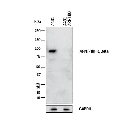 Knockout Validated ARNT/HIF-1 beta Antibody [Unconjugated]