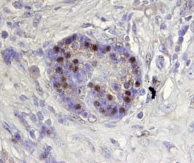 Immunohistochemistry ARX Antibody