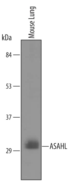 Western blot shows lysates of mouse lung tissue. PVDF membrane was probed with 1 µg/mL of Goat Anti-Mouse N-acylethanolamine-hydrolyzing Acid Amidase/ASAHL Antigen Affinity-purified Polyclonal Antibody (Catalog # AF4886) followed by HRP-conjugated Anti-Goat IgG Secondary Antibody (Catalog # HAF019). A specific band was detected for N-acylethanolamine-hydrolyzing Acid Amidase/ASAHL at approximately 30 kDa (as indicated). This experiment was conducted under reducing conditions and using Immunoblot Buffer Group 8.