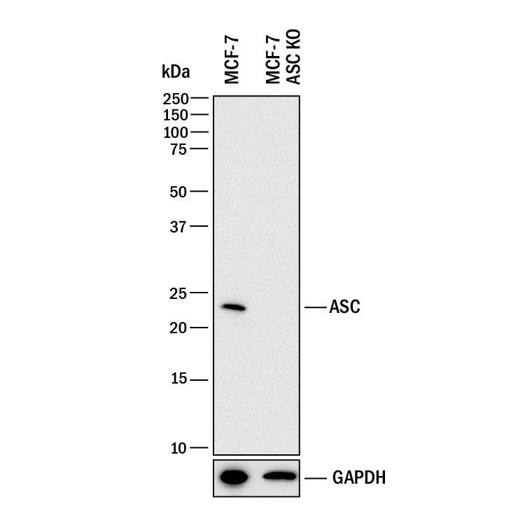 <b>Genetic Strategies Validation. </b>Western blot shows lysates of MCF-7 human breast cancer parental cell line and ASC knockout MCF-7 cell line (KO). PVDF membrane was probed with 1 µg/mL of Goat Anti-Human ASC Antigen Affinity-purified Polyclonal Antibody (Catalog # AF3805) followed by HRP-conjugated Anti-Goat IgG Secondary Antibody (Catalog # HAF017). A specific band was detected for ASC at approximately 23 kDa (as indicated) in the parental MCF-7 cell line, but is not detectable in knockout MCF-7 cell line. GAPDH (Catalog # AF5718) is shown as a loading control. This experiment was conducted under reducing conditions and using Immunoblot Buffer Group 1.