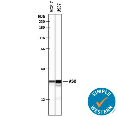 Simple Western lane view shows lysates of MCF-7 human breast cancer cell line and U937 human histiocytic lymphoma cell line, loaded at 0.2 mg/mL. A specific band was detected for ASC at approximately 28 kDa (as indicated) using 10 µg/mL of Goat Anti-Human ASC Antigen Affinity-purified Polyclonal Antibody (Catalog # AF3805) followed by 1:50 dilution of HRP-conjugated Anti-Goat IgG Secondary Antibody (Catalog # HAF109). This experiment was conducted under reducing conditions and using the 12-230 kDa separation system.