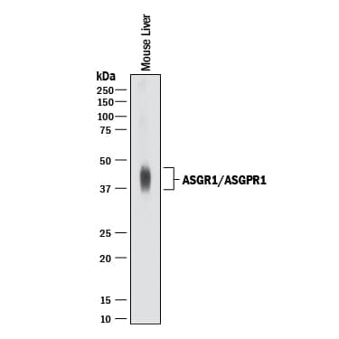 Western blot shows lysate of mouse liver tissue. PVDF membrane was probed with 0.25 µg/mL of Goat Anti-Mouse ASGR1/ASGPR1 Antigen Affinity-purified Polyclonal Antibody (Catalog # AF2755) followed by HRP-conjugated Anti-Goat IgG Secondary Antibody (Catalog # HAF017). A specific band was detected for ASGR1/ASGPR1 at approximately 40-46 kDa (as indicated). This experiment was conducted under reducing conditions and using Immunoblot Buffer Group 1.
