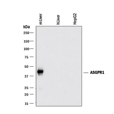 Western blot shows lysates of mouse liver tissue, human liver tissue (negative control), and HepG2 human hepatocellular carcinoma cell line (negative control). PVDF membrane was probed with 0.5 µg/mL of Rat Anti-Mouse ASGR1/ASGPR1 Monoclonal Antibody (Catalog # MAB27552) followed by HRP-conjugated Anti-Rat IgG Secondary Antibody (Catalog # HAF005). A specific band was detected for ASGR1/ASGPR1 at approximately 42 kDa (as indicated). This experiment was conducted under reducing conditions and using Immunoblot Buffer Group 1.