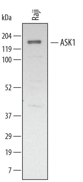 Western blot shows lysates of Raji human Burkitt's lymphoma cell line. PVDF membrane was probed with 1 µg/mL of Sheep Anti-Human ASK1 Antigen Affinity-purified Polyclonal Antibody (Catalog # AF3575) followed by HRP-conjugated Anti-Sheep IgG Secondary Antibody (Catalog # HAF016). A specific band was detected for ASK1 at approximately 154 kDa (as indicated). This experiment was conducted under reducing conditions and using Immunoblot Buffer Group 2.