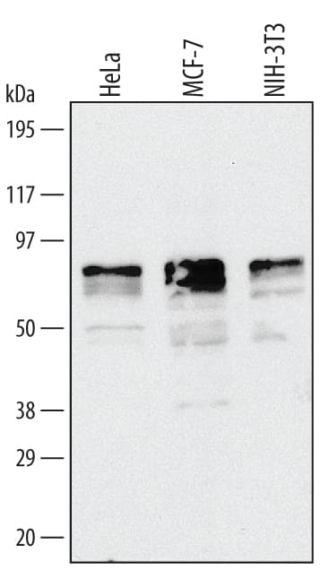 Western blot shows lysates of HeLa human cervical epithelial carcinoma cell line, MCF-7 human breast cancer cell line, and NIH-3T3 mouse embryonic fibroblast cell line. PVDF membrane was probed with 1 µg/mL of Human/Mouse ATF2 Antigen Affinity-purified Polyclonal Antibody (Catalog # AF4455) followed by HRP-conjugated Anti-Goat IgG Secondary Antibody (Catalog # HAF109). A specific band was detected for ATF2 at approximately 80 kDa (as indicated). This experiment was conducted under reducing conditions and using Immunoblot Buffer Group 3.