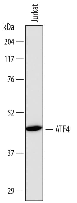 Western blot shows lysates of Jurkat human acute T cell leukemia cell line. PVDF membrane was probed with 2 µg/mL of Mouse Anti-Human ATF4 Antigen Affinity-purified Monoclonal Antibody (Catalog # MAB7218) followed by HRP-conjugated Anti-Mouse IgG Secondary Antibody (Catalog # HAF007). A specific band was detected for ATF4 at approximately 47 kDa (as indicated). This experiment was conducted under reducing conditions and using Immunoblot Buffer Group 1.