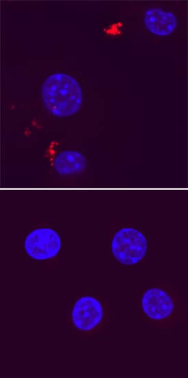 <b>Biological Strategies Validation. </b>ATG12 was detected in immersion fixed RAW 264.7 mouse monocyte/macrophage cell line untreated (lower panel) or stimulated with LPS (upper panel) using Mouse Anti-Human/Mouse ATG12 Monoclonal Antibody (Catalog # MAB6807) at 15 µg/mL for 3 hours at room temperature. Cells were stained using the NorthernLights™ 557-conjugated Anti-Mouse IgG Secondary Antibody (red; Catalog # NL007) and counterstained with DAPI (blue). Specific staining was localized to autophagosomes. View our protocol for Fluorescent ICC Staining of Non-adherent Cells.