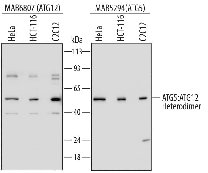 Western blot shows lysates of HeLa human cervical epithelial carcinoma cell line, HCT-116 human colorectal carcinoma cell line, and C2C12 mouse myoblast cell line. PVDF membrane (left) was probed with 0.1 µg/mL of Mouse Anti-Human ATG12 Monoclonal Antibody (Catalog # MAB6807) followed by HRP-conjugated Anti-Mouse IgG Secondary Antibody (Catalog # HAF007). For additional reference, PVDF membrane (right) was probed with 0.5 µg/mL of Mouse Anti-Human/Mouse/Rat ATG5 Monoclonal Antibody (Catalog # MAB5294) followed by HRP-conjugated Anti-Mouse IgG Secondary Antibody (Catalog # HAF007). A specific band was detected for the ATG5:ATG12 heterodimer at approximately 60 kDa (as indicated). This experiment was conducted under reducing conditions and using Immunoblot Buffer Group 2.