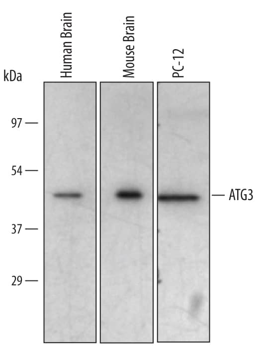 Western blot shows lysates of human brain tissue, mouse brain tissue, and PC-12 rat adrenal pheochromocytoma cell line. PVDF membrane was probed with 1 µg/mL of Sheep Anti-Human/Mouse/Rat ATG3 Antigen Affinity-purified Polyclonal Antibody (Catalog # AF5450) followed by HRP-conjugated Anti-Sheep IgG Secondary Antibody (Catalog # HAF016). A specific band was detected for ATG3 at approximately 45 kDa (as indicated). This experiment was conducted under reducing conditions and using Immunoblot Buffer Group 2.