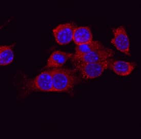 Immunocytochemistry ATG4A Antibody (514914)