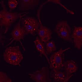 Immunocytochemistry ATG7 Antibody (683906) [Unconjugated]