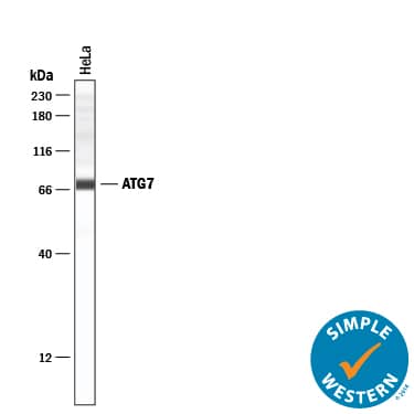 Simple Western ATG7 Antibody (683906) [Unconjugated]