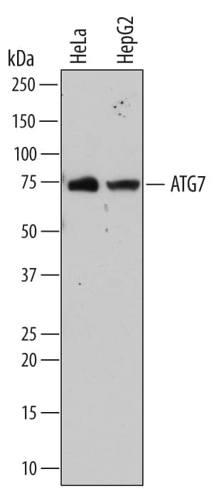 Western Blot ATG7 Antibody (683906) [Unconjugated]